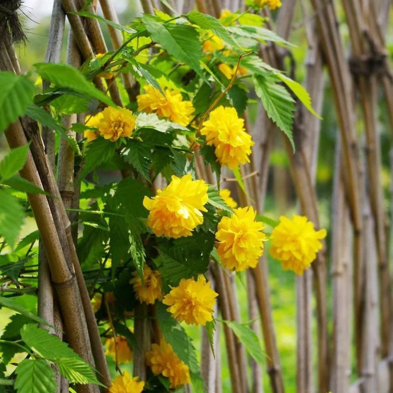 重瓣棣棠花花园花卉绿植爬藤多花植物金黄花地棠耐寒冬