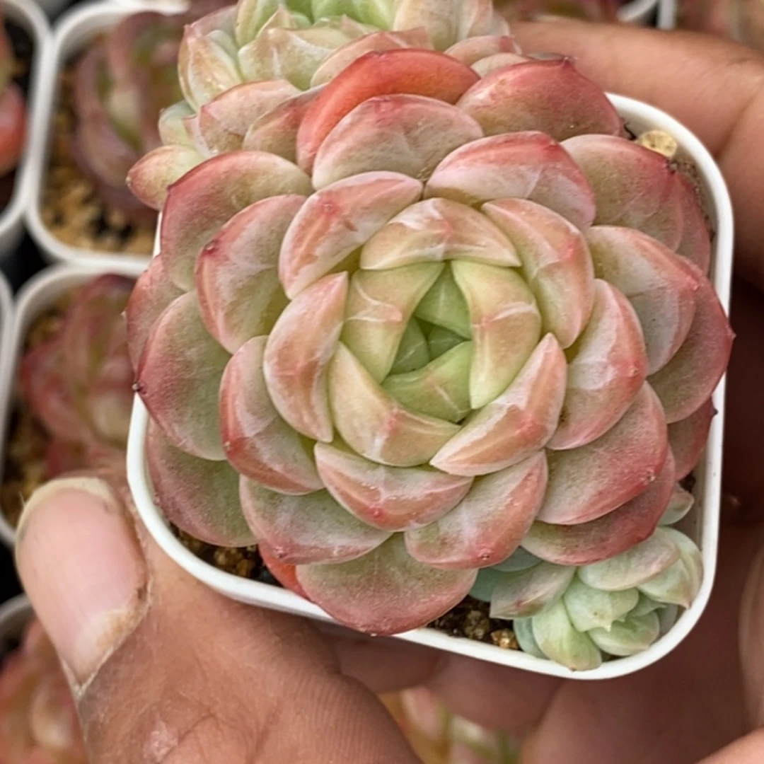 天官赐福百无禁忌