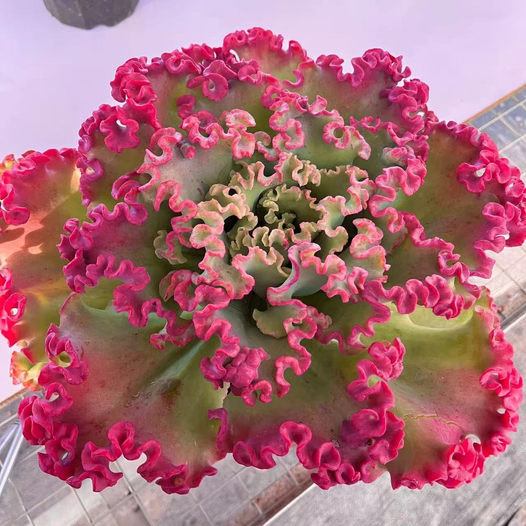 【女王花笠】脱土发 耐冻多肉植物 新手好养 云南多肉基地发