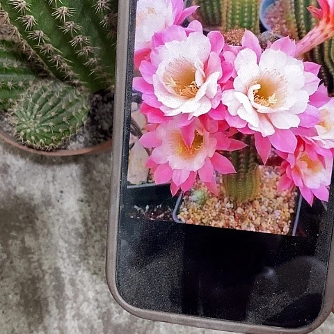 奈何毛花，3579999