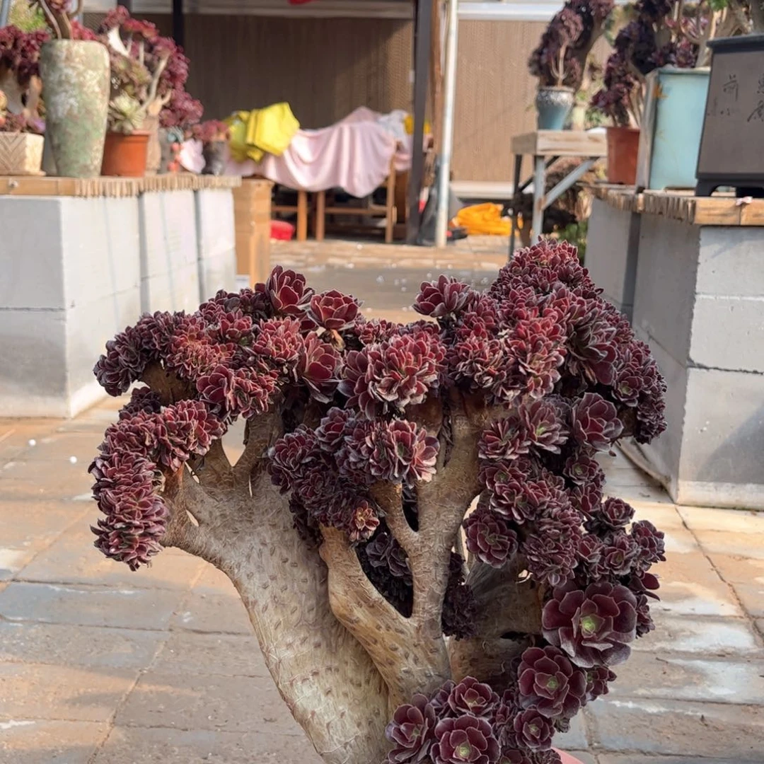 欧子朵朵缀老桩精品