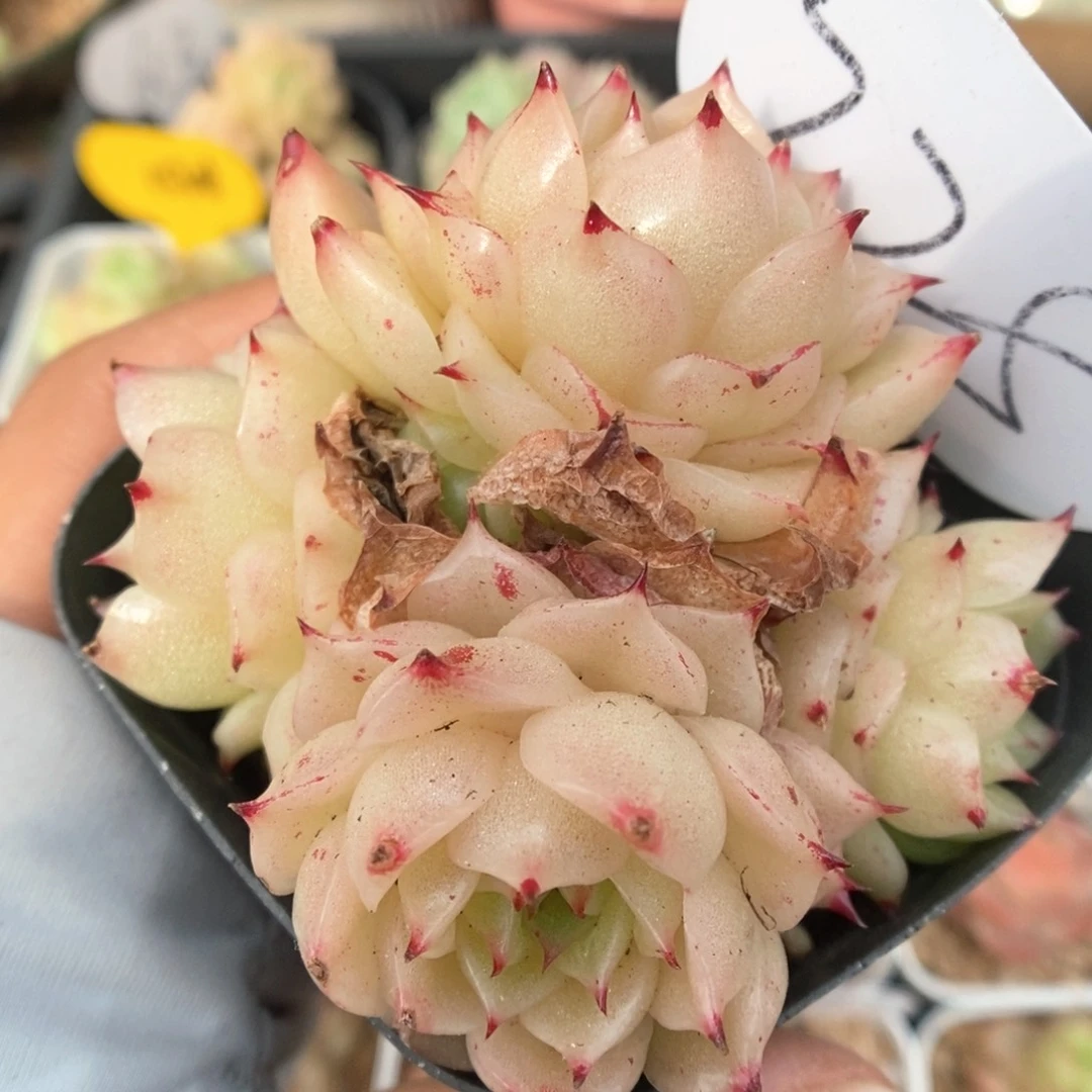 凤凰火麦秆群生225号