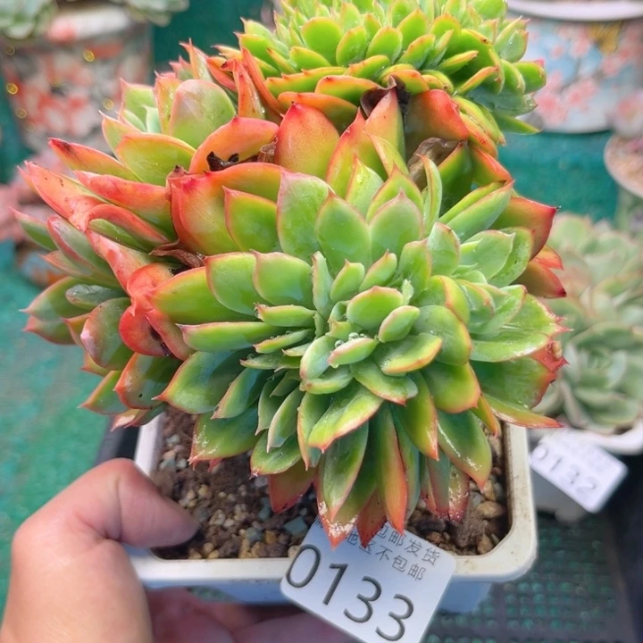 往***K大0133（bzbxbcbbbb