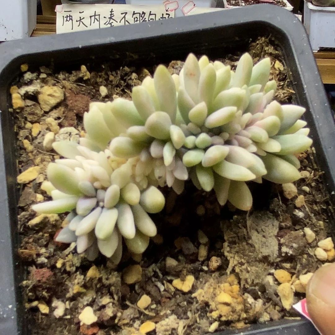 2940 醉美人锦缀