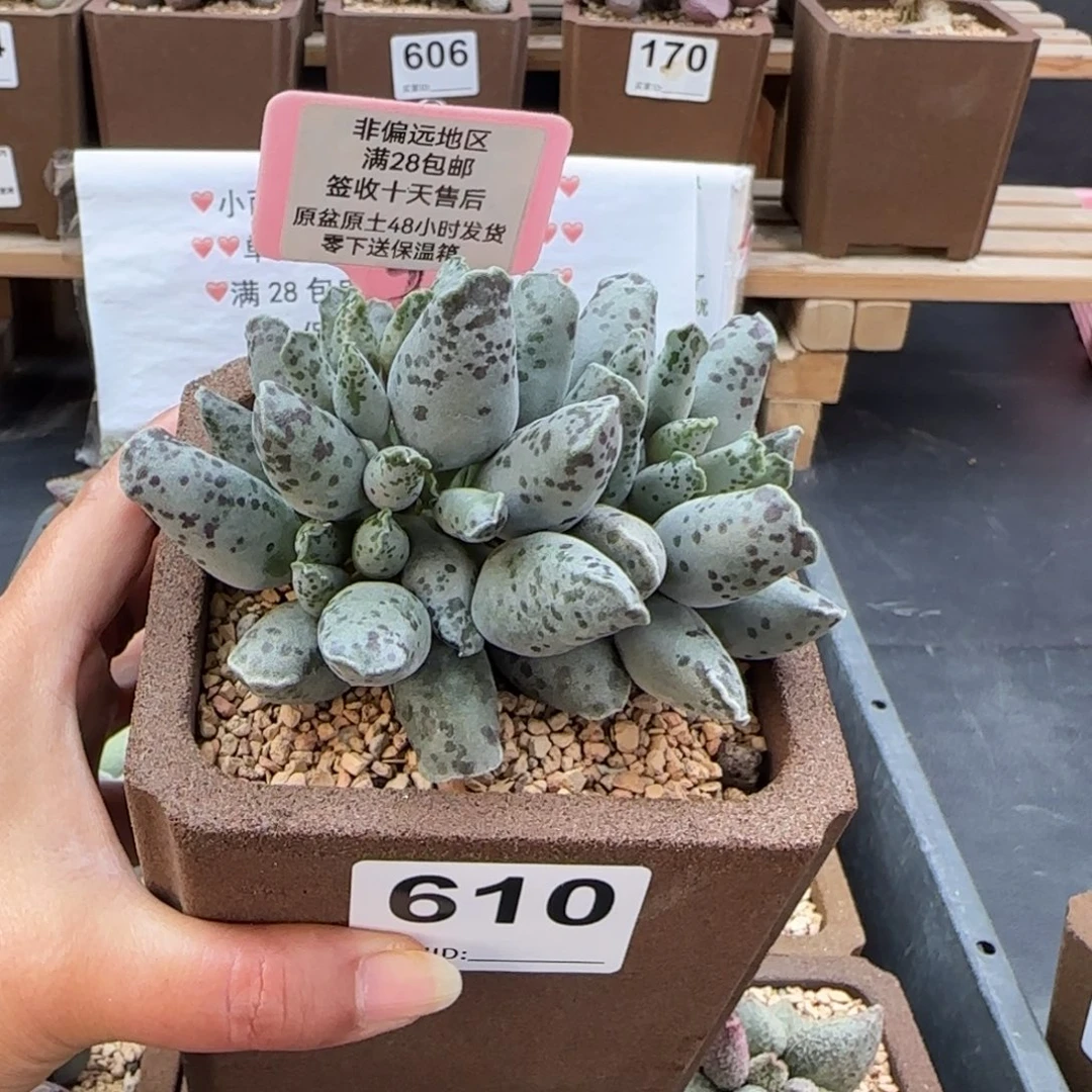 610白肌海报多肉植物