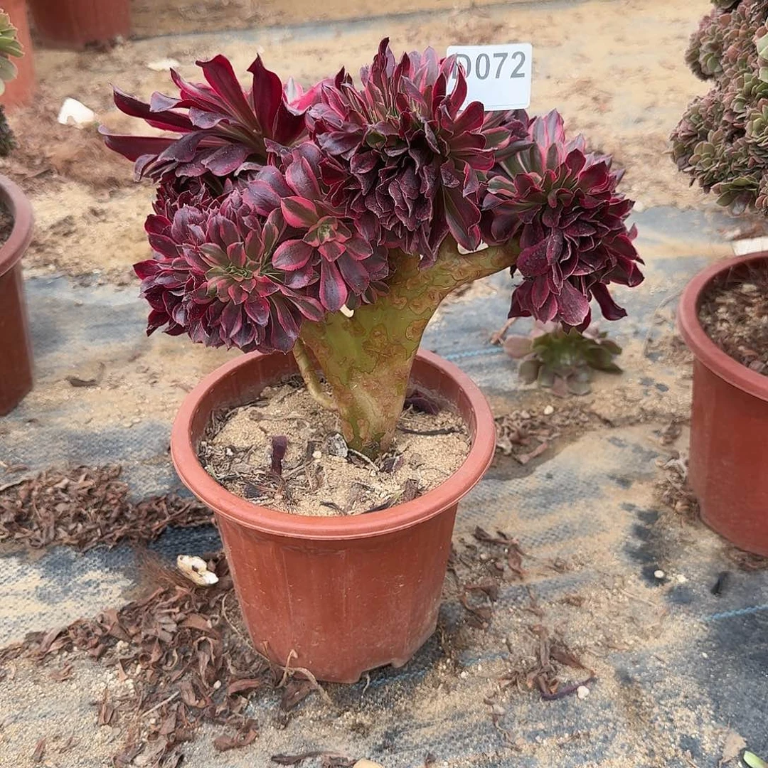 072美杜莎一颗牙呀