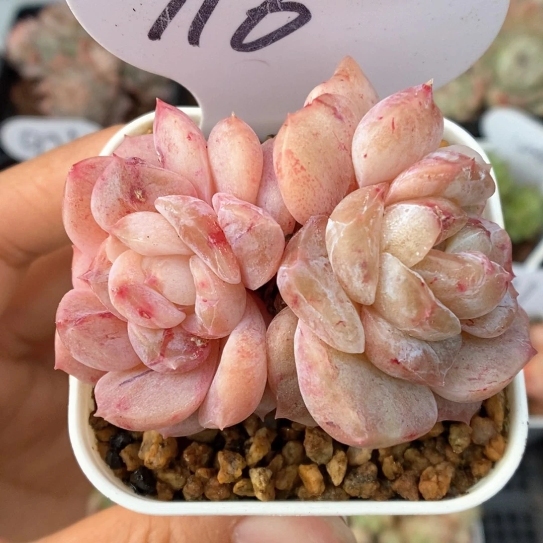 糖心石化双头可拍716号