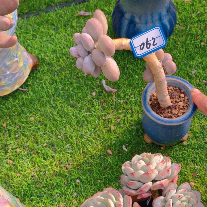 谢谢你的支持000006.6