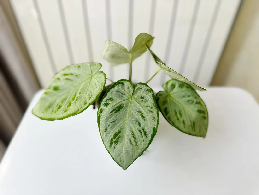 花烛直播间一物一拍 叶损不包售后