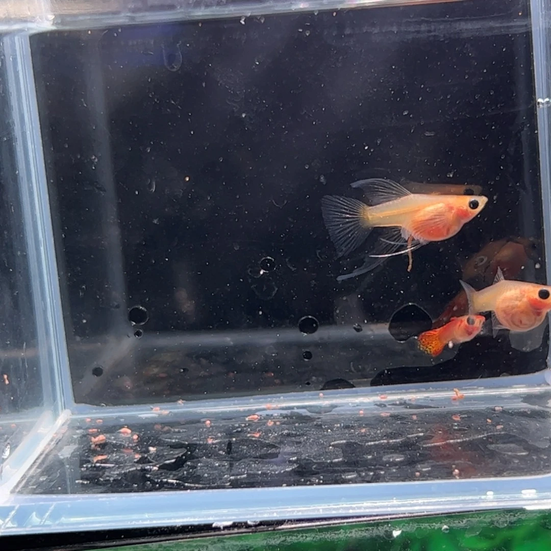 孔雀鱼糖果蕾丝1111111