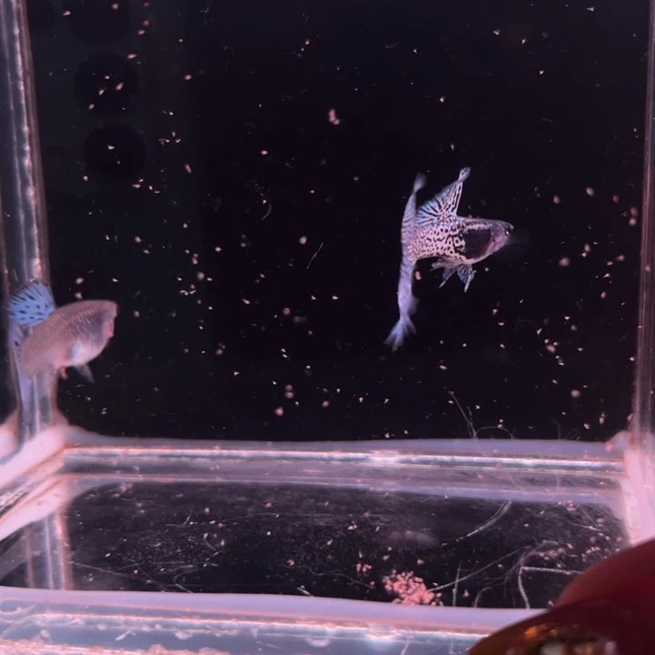孔雀鱼细纹重金属蓝蕾丝1对
