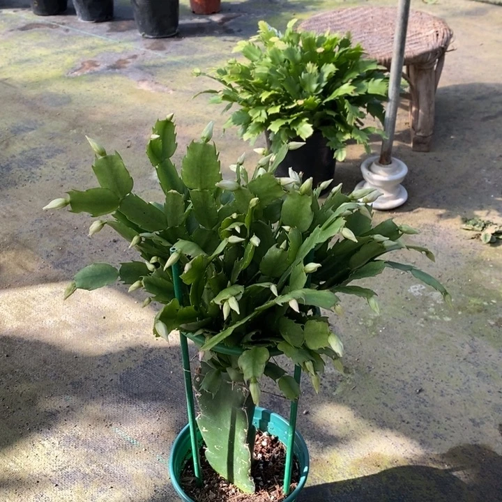 当前无花栽培后可以开花802嫁接057