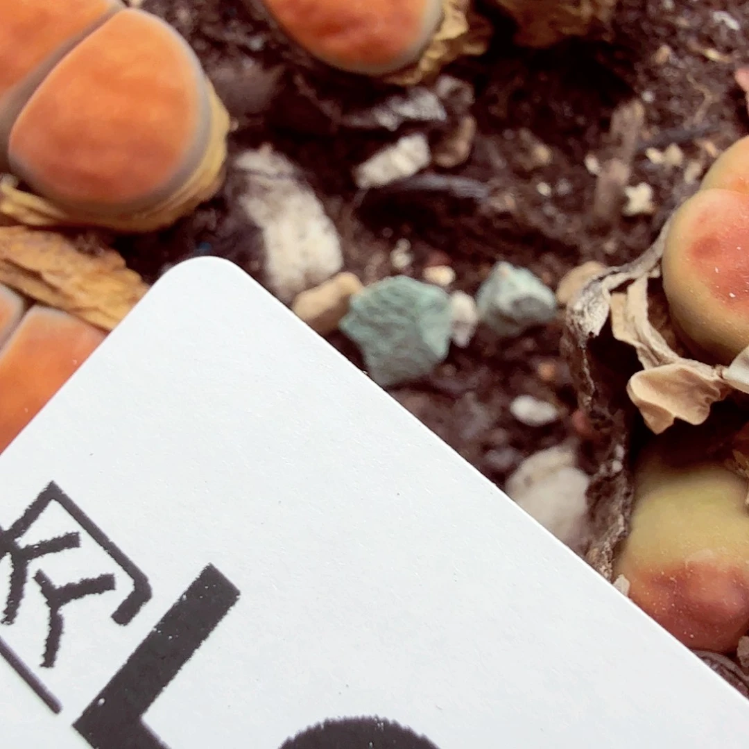 胖***、哈哈这都可以的这么强大485