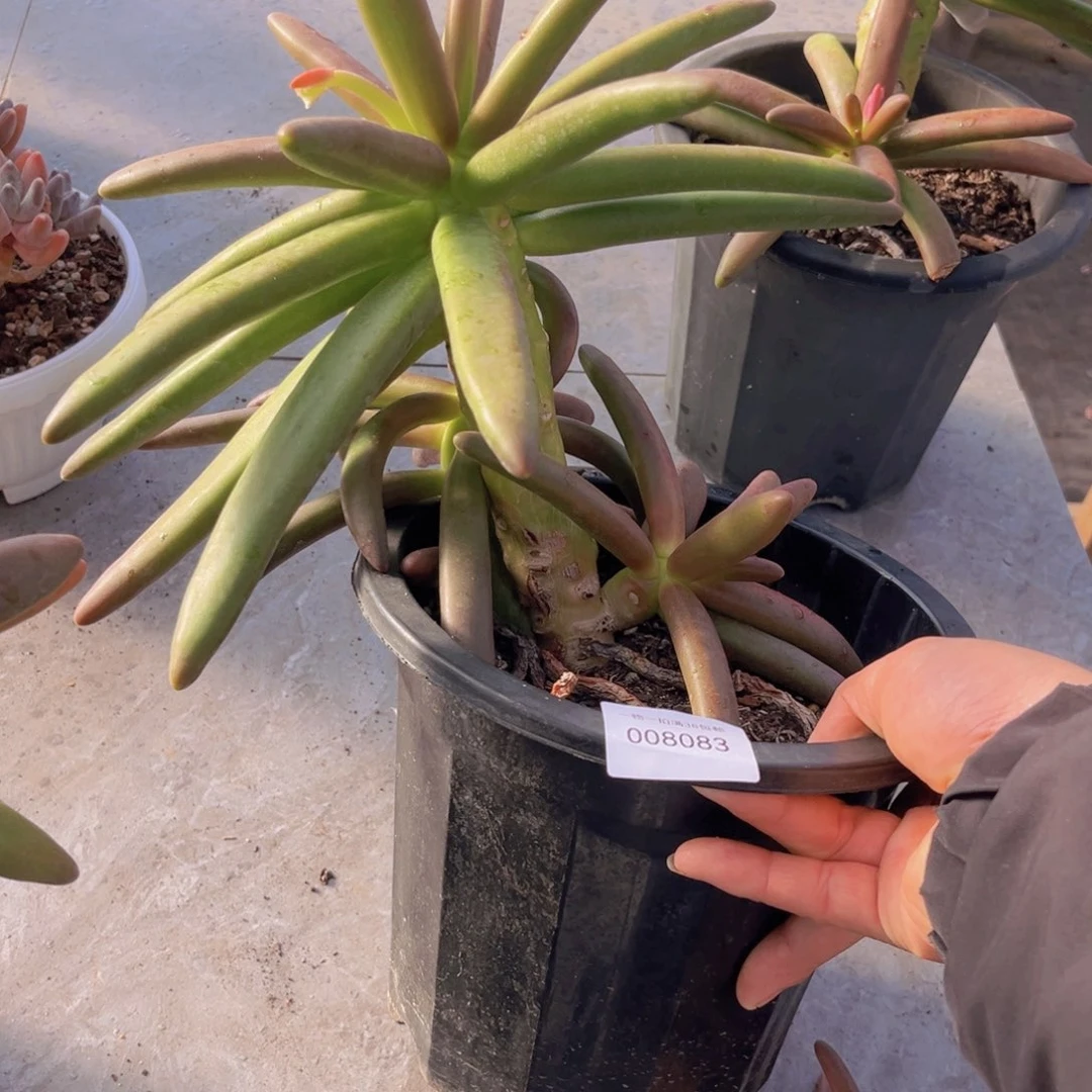 多肉一物一拍8083