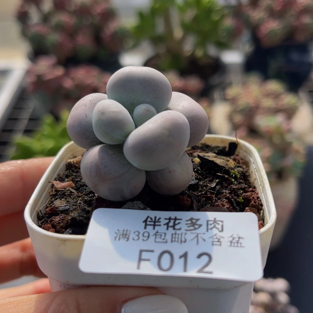 012-芭比奶多肉3cm