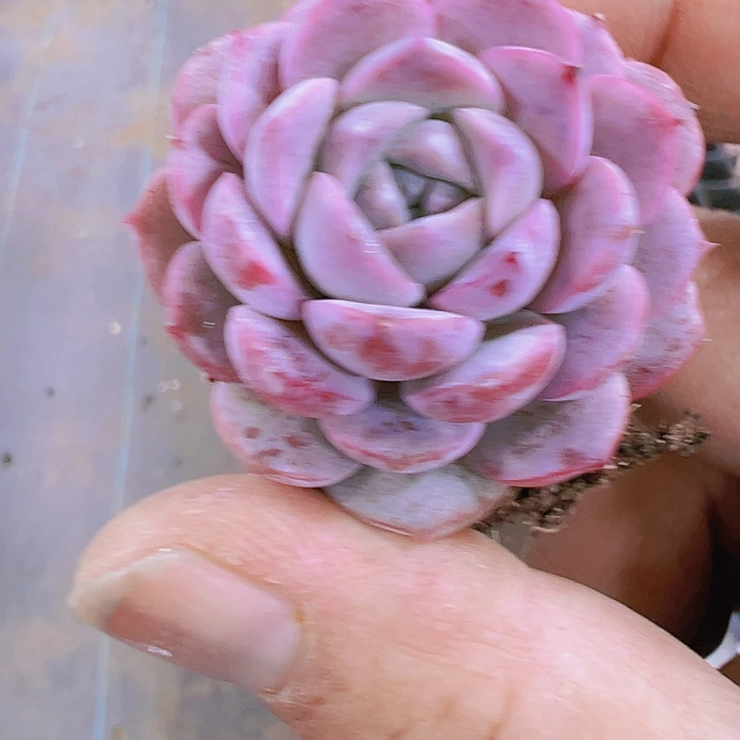 小恩宠3个19包邮