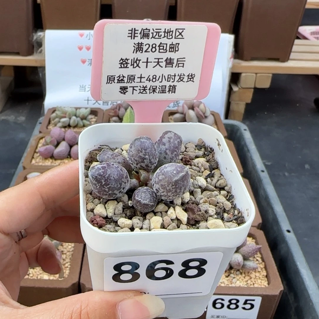 冰***酱868二代紫海报多肉植物