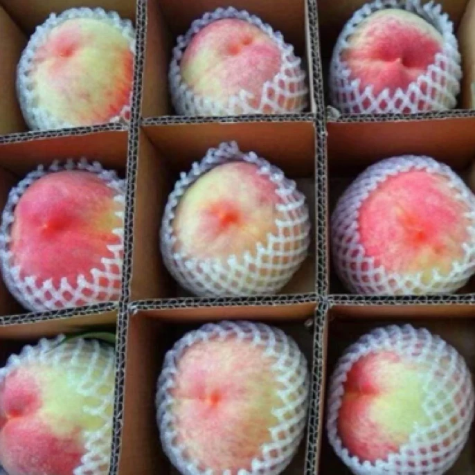 【顺丰快递】头茬水蜜桃现摘发货脆甜多汁应季新鲜水果软脆两吃a