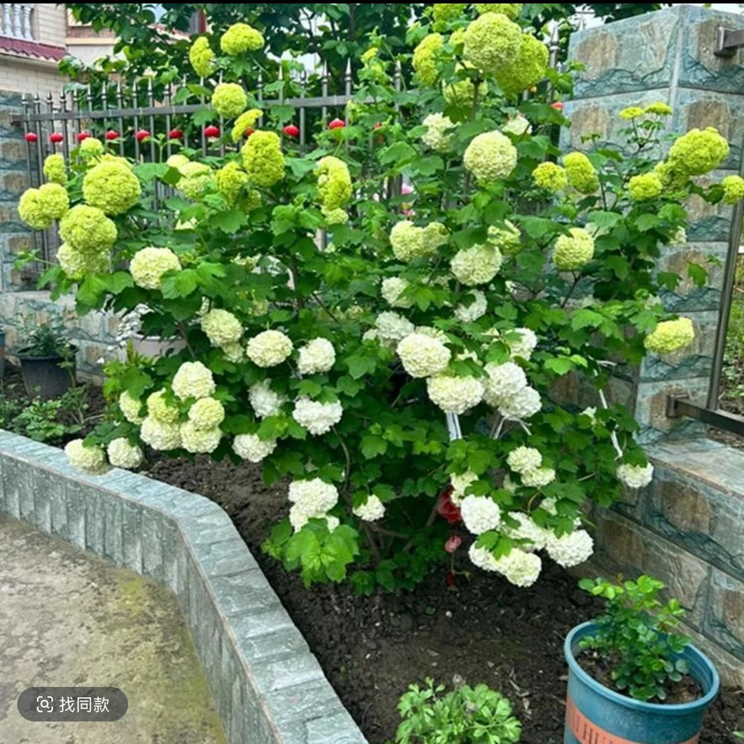 欧洲木绣球玫瑰花苗盆栽花卉阳台庭院地栽树苗耐热耐寒