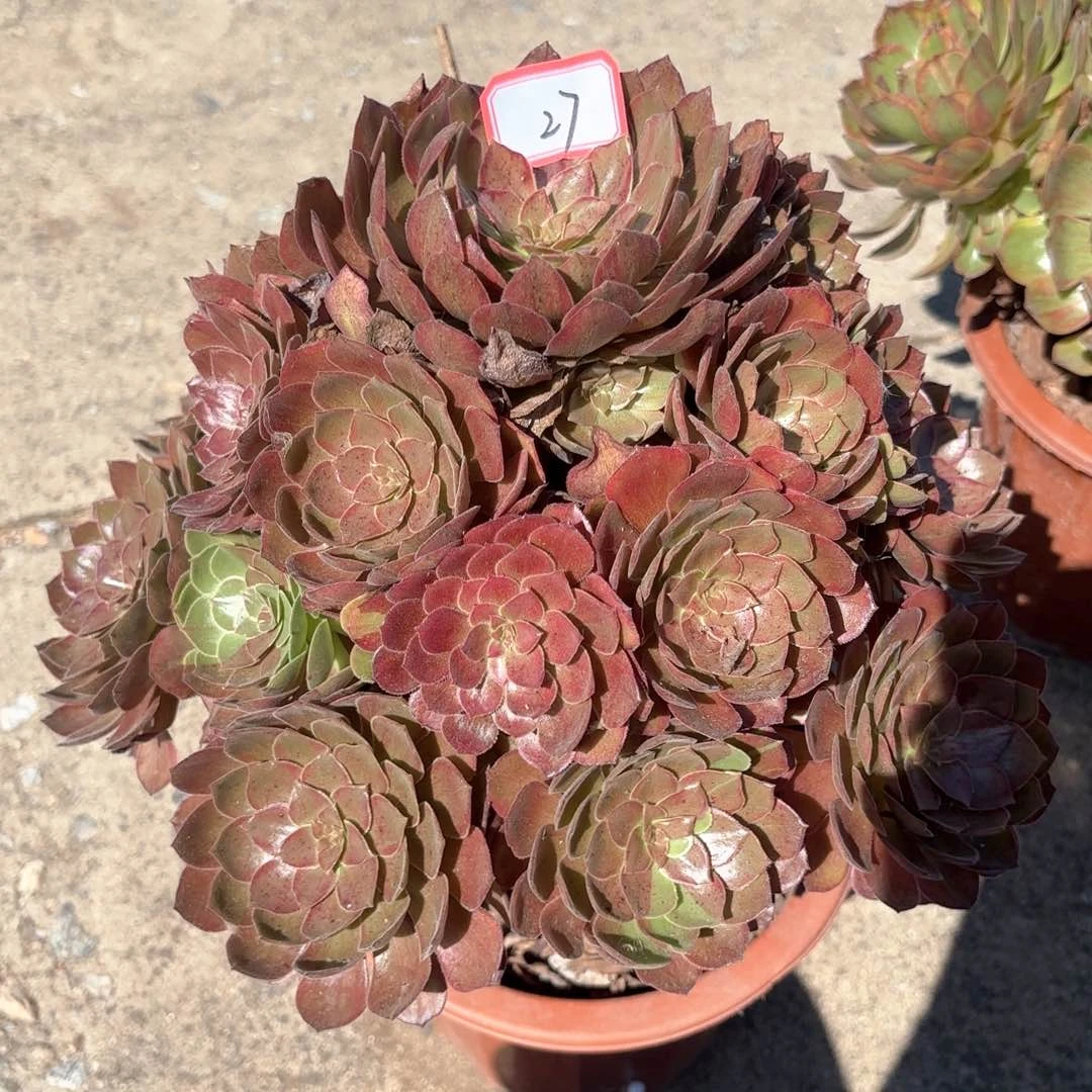 无花朵27万灰多肉植物