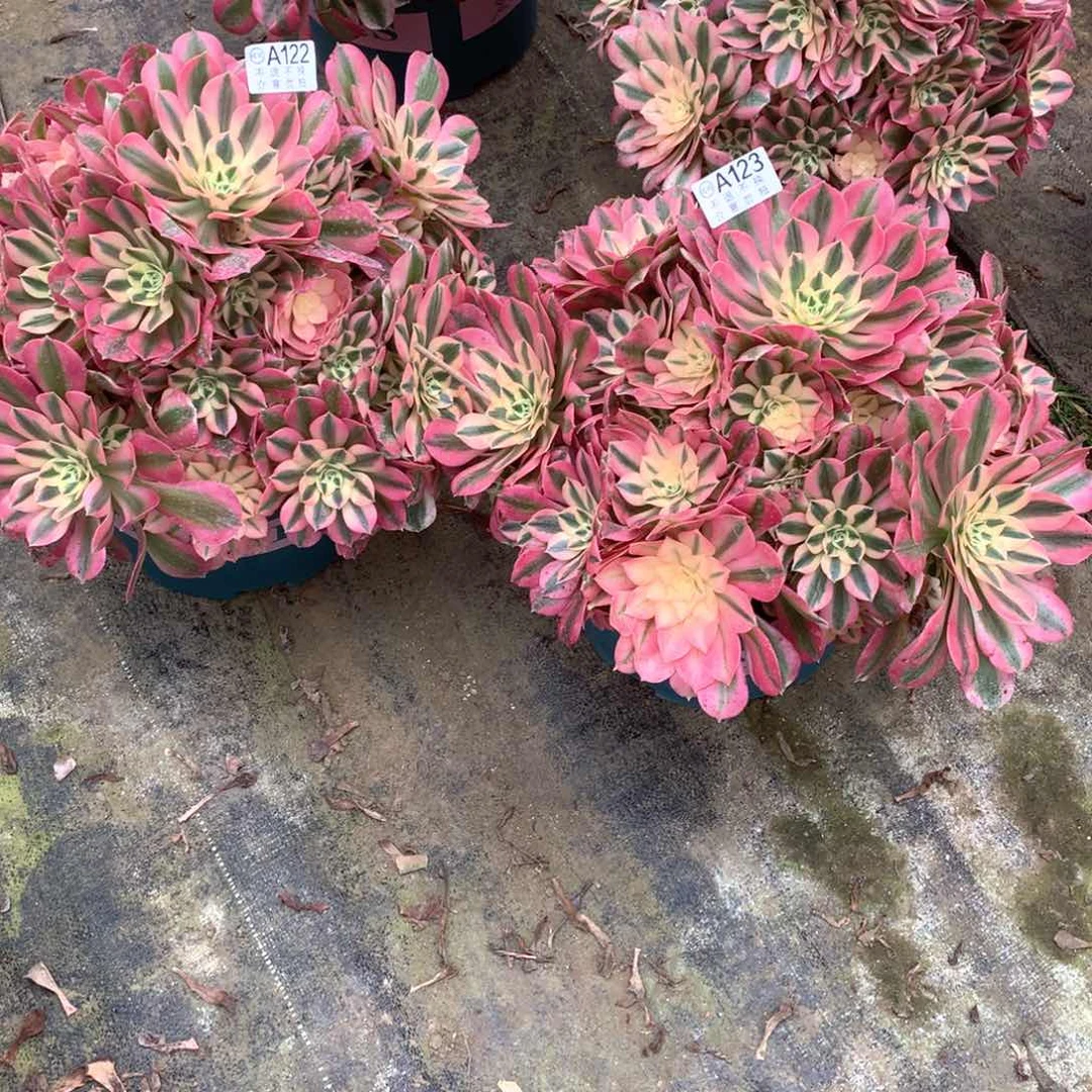 东**姐多肉植物组合122123女巫