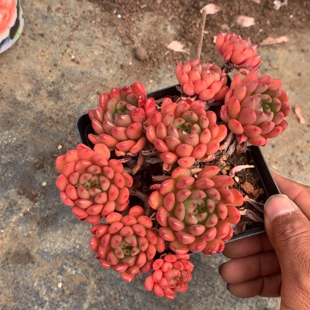 你是怎么说出这个问题我