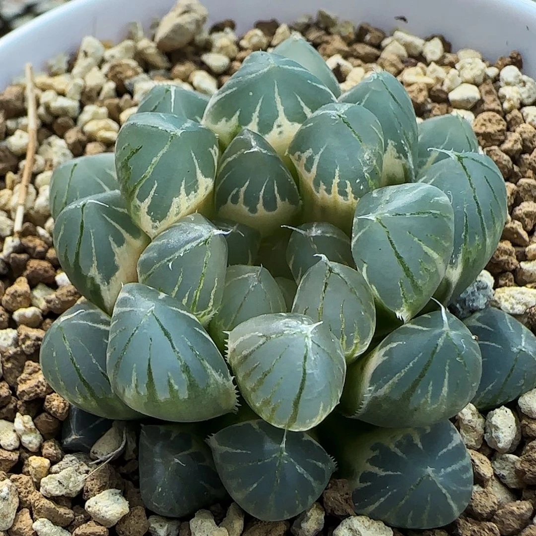 658号糊斑霓虹灯4.8左右一物一拍带盆土