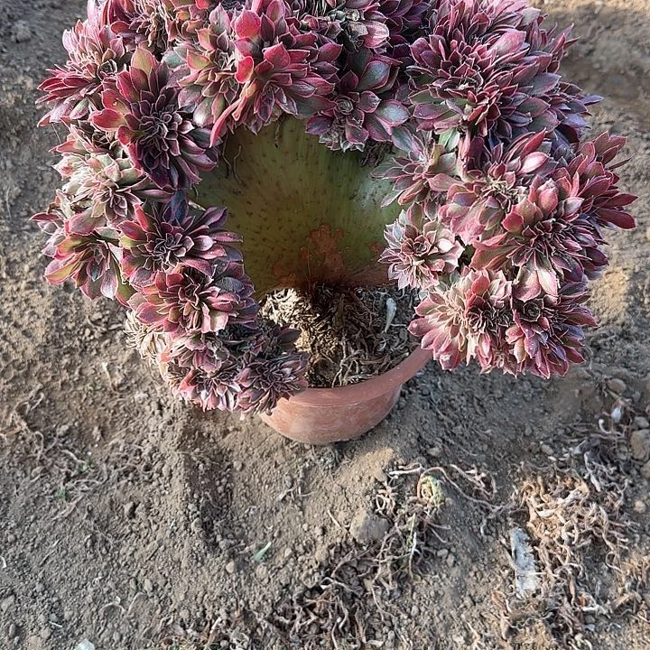 龍*缀话脱土发货缀话