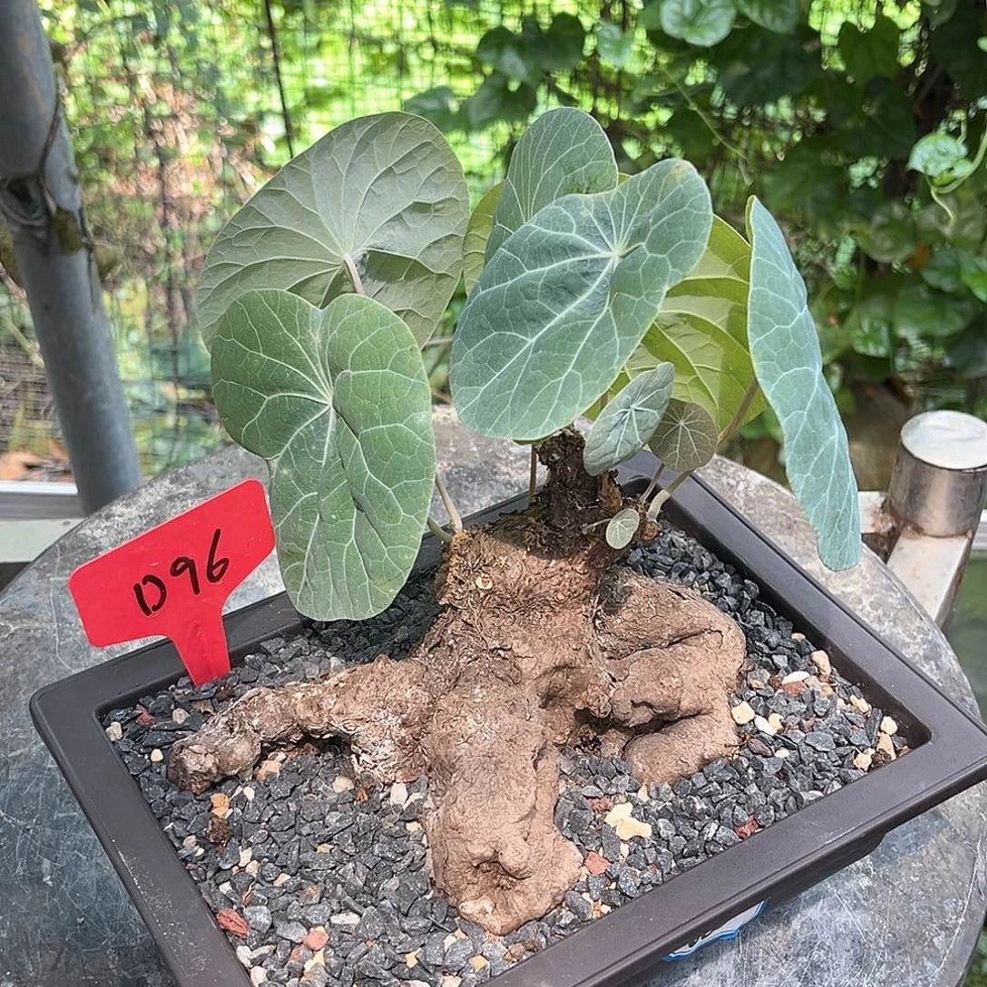 潮流植物 一叶龟八爪鱼