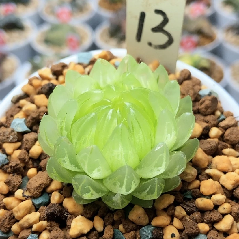 【闪购商品】冰晶13