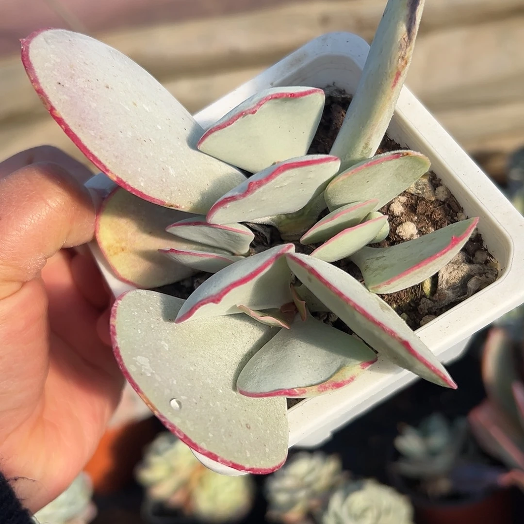 多肉植物白眉群生