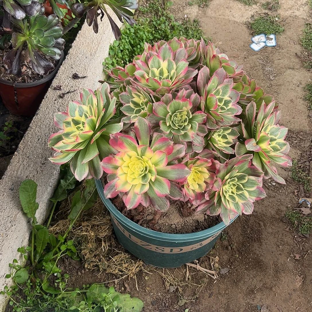 5海仙无主头法师多肉植物