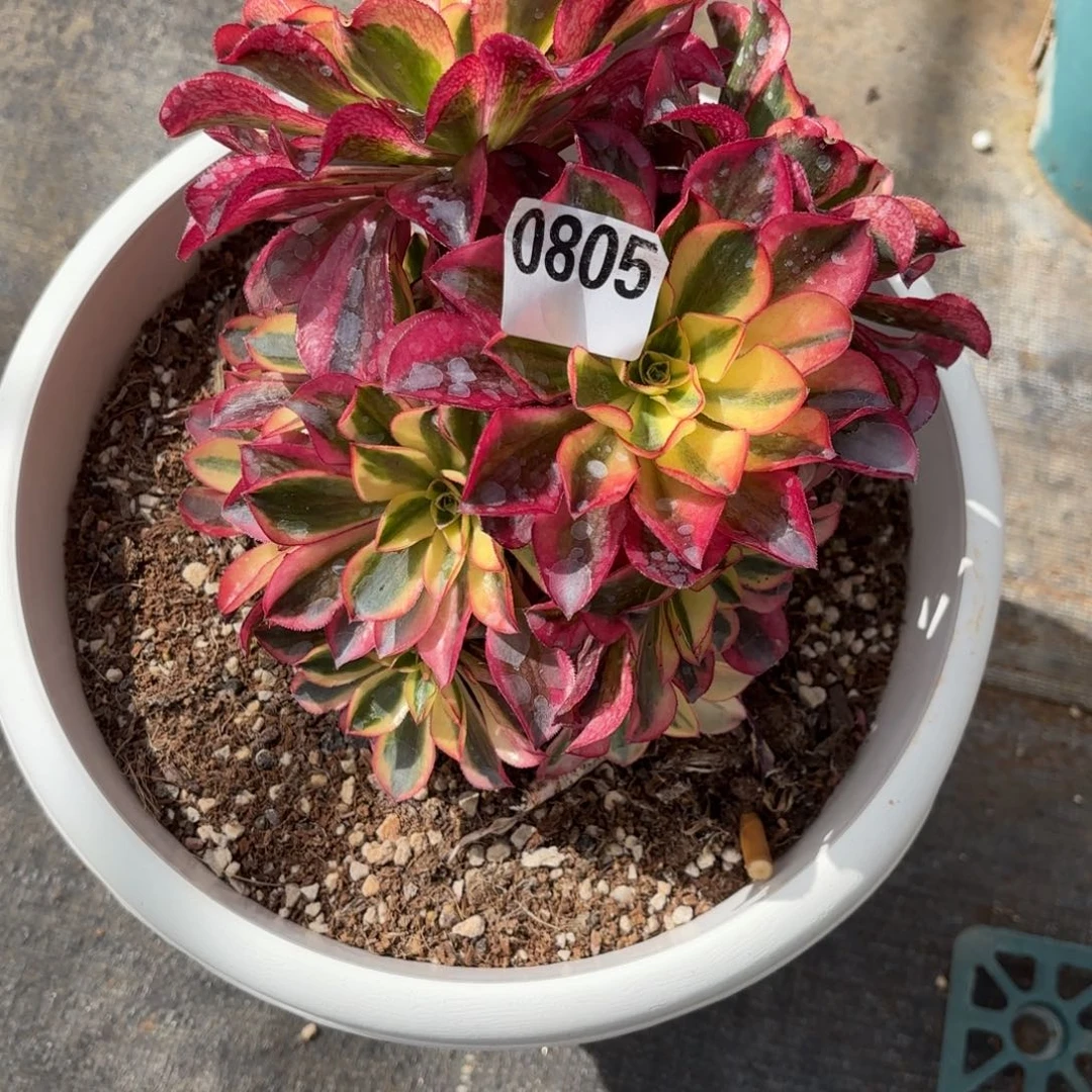 (****?多肉法师魅影0805发货