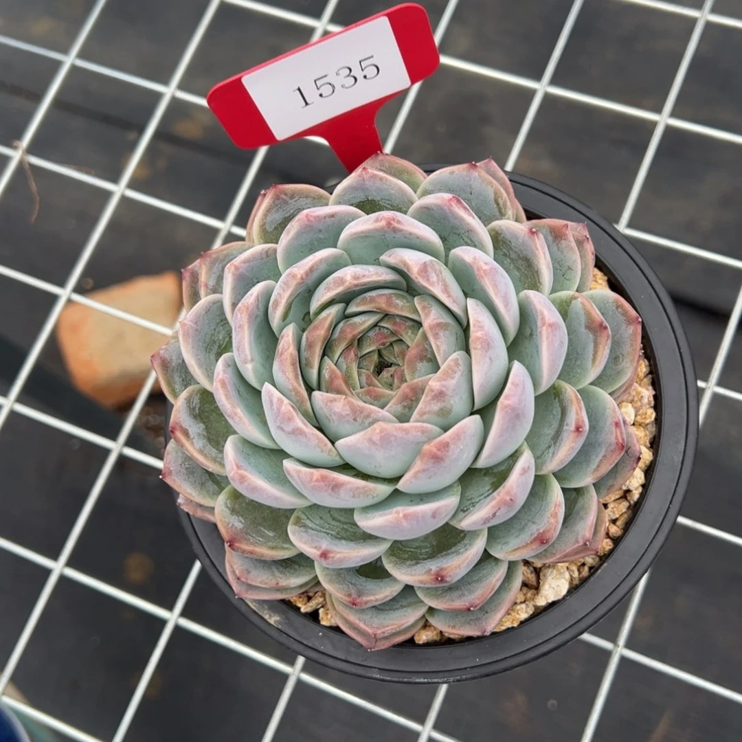 度**忧1535肉多么多么多哦哦肉多哦哟