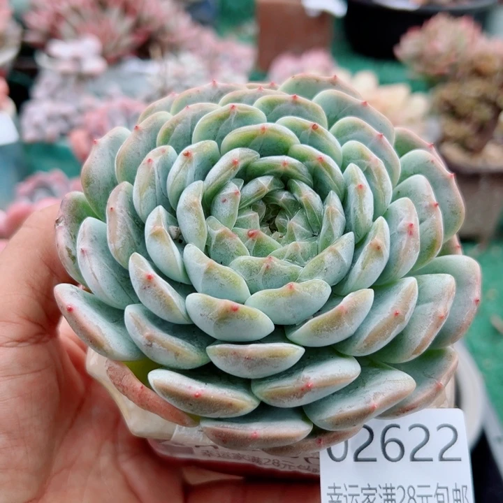 幸运儿的故事是一场悲剧