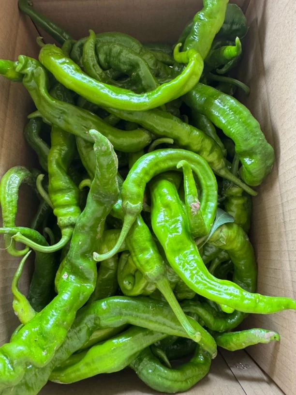 湖南麻阳农家露天自种高辣特辣新鲜薄皮辣椒青椒线椒螺丝椒