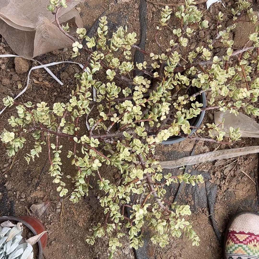 多肉植物雅乐之舞