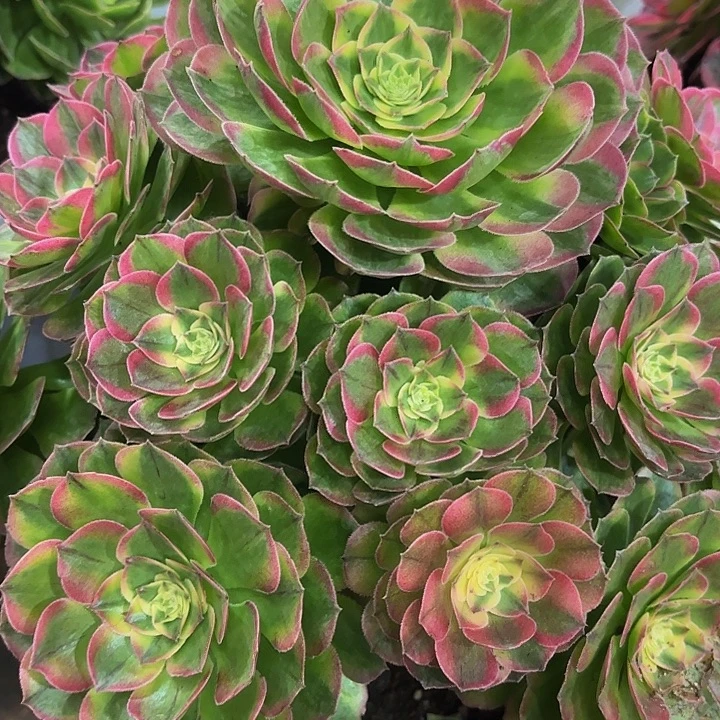 多肉植物福利790个