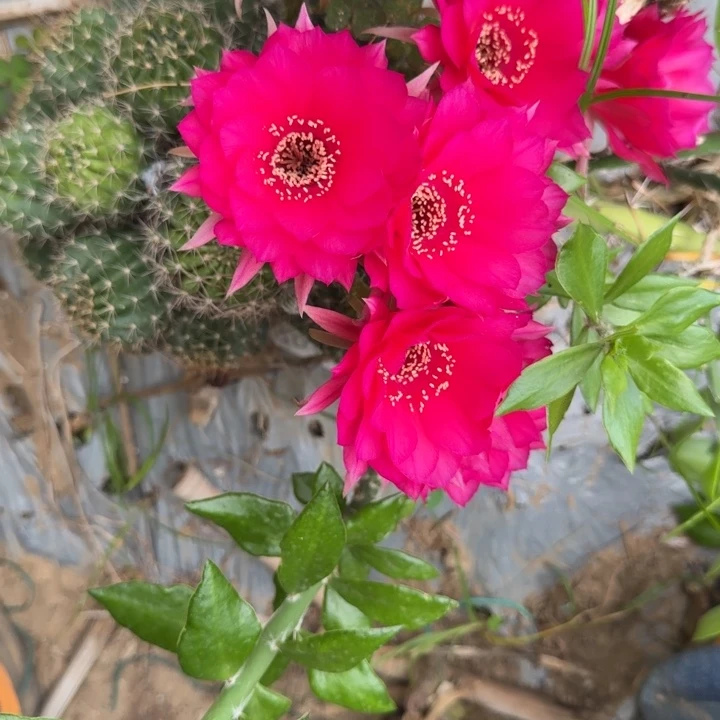 丽花仙人球群生583