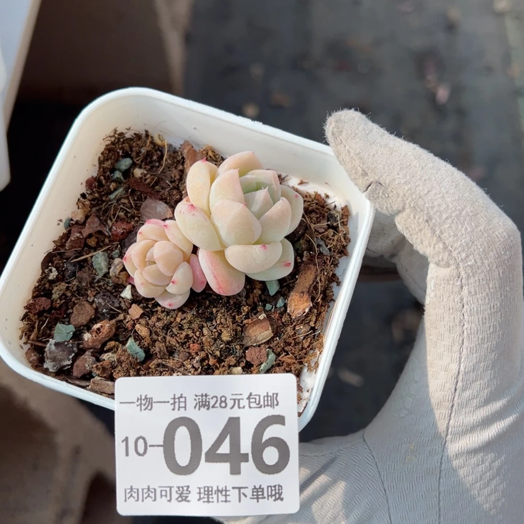 w**宝白泽，多肉多肉多肉多肉