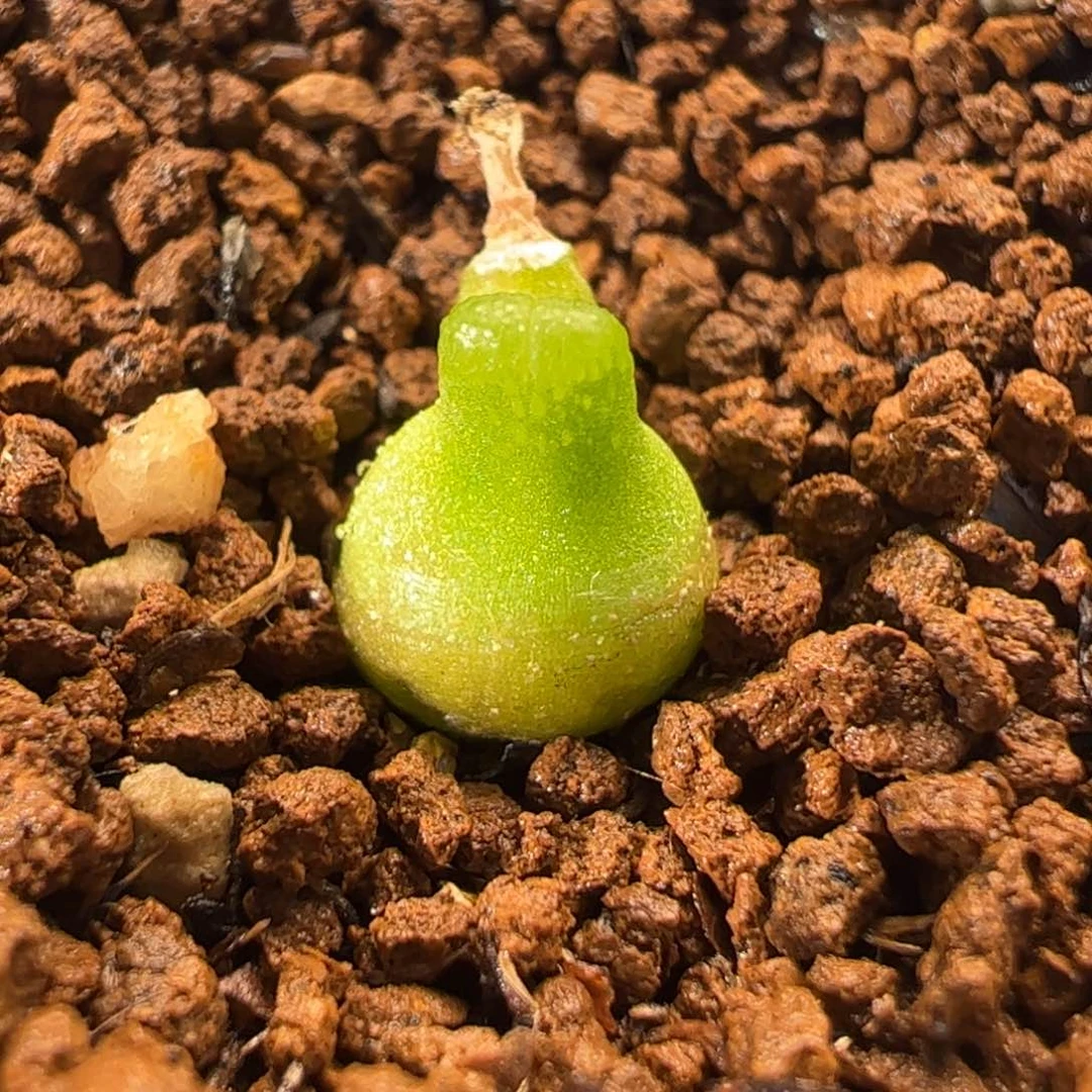 042多肉植物百科