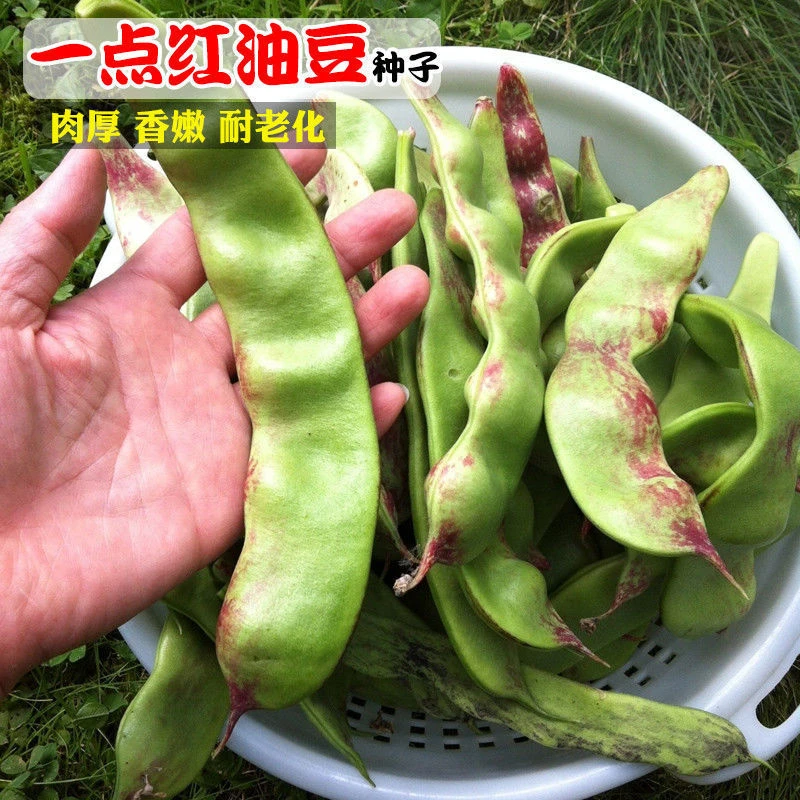 东北油豆种籽一点红油豆角种籽将军豆春夏秋四季豆角种子