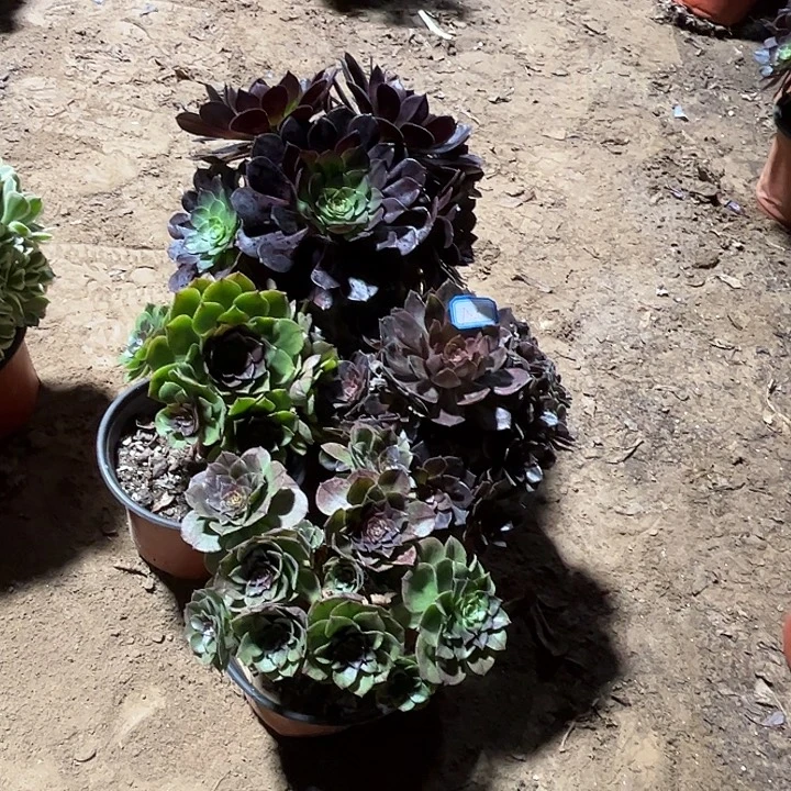 758多肉植物组合，瑕疵特价，