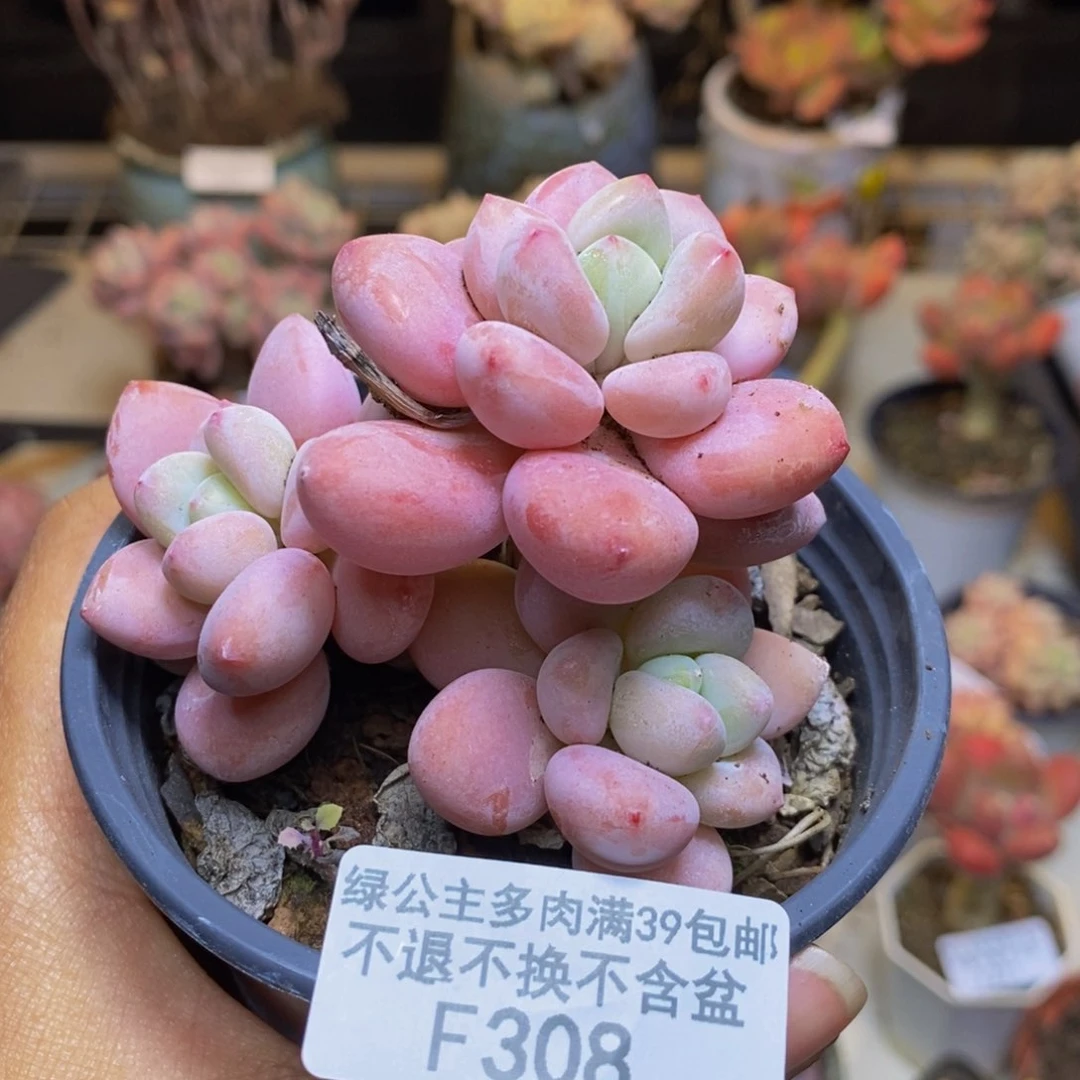 308樱花洛神多肉6c m