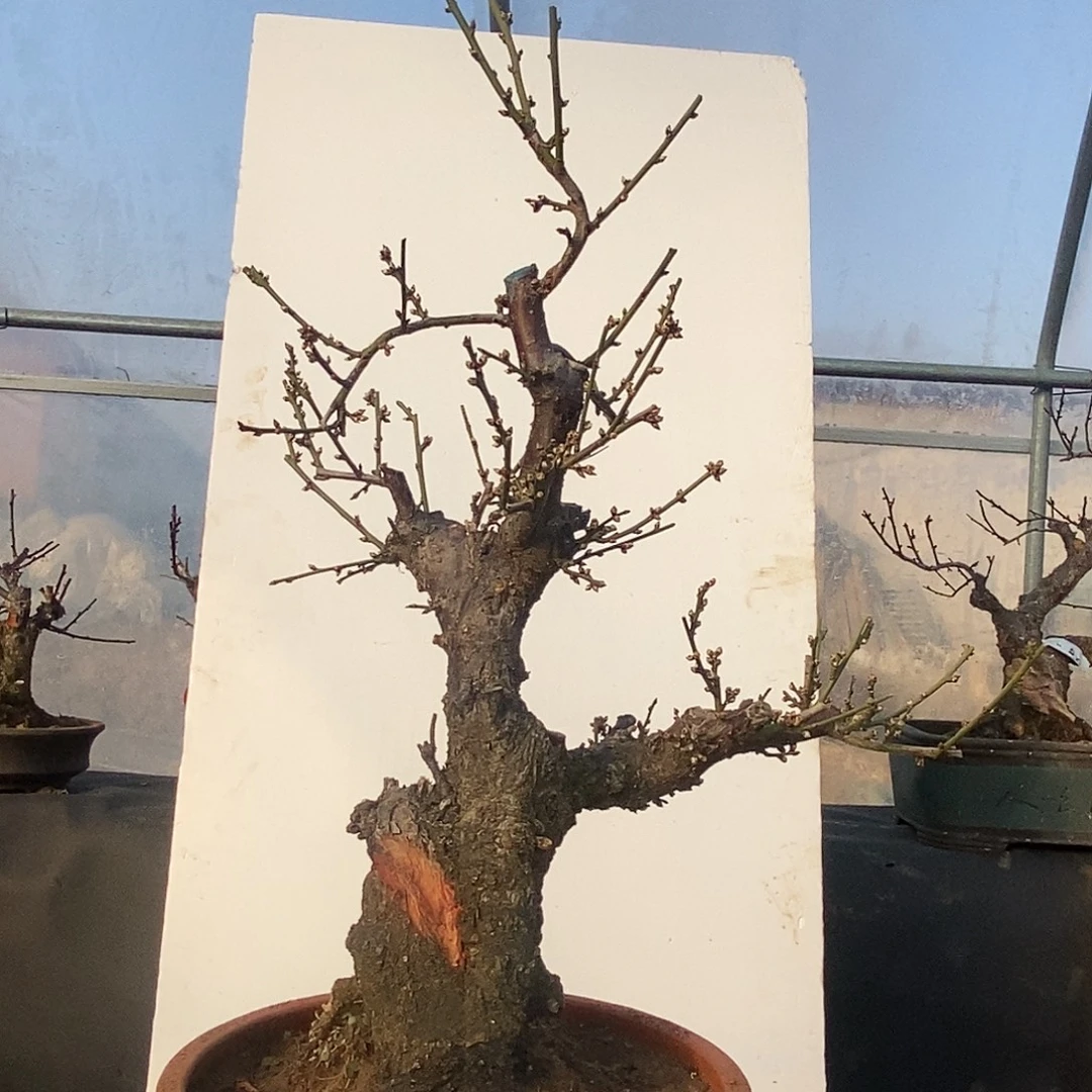 全部花苞20年野梅嫁接绿梅