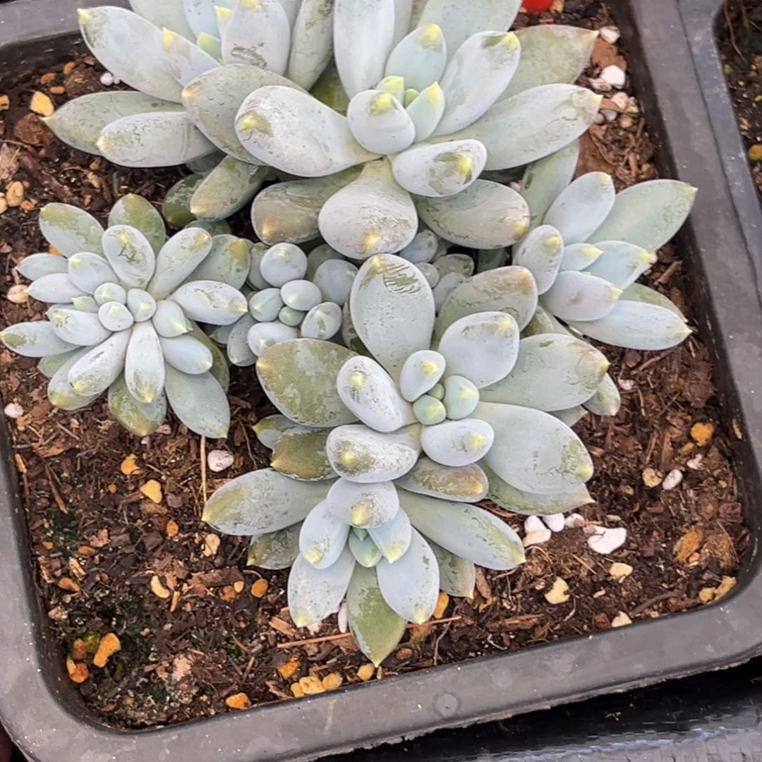 醒***醒2445号早上多肉植物群生