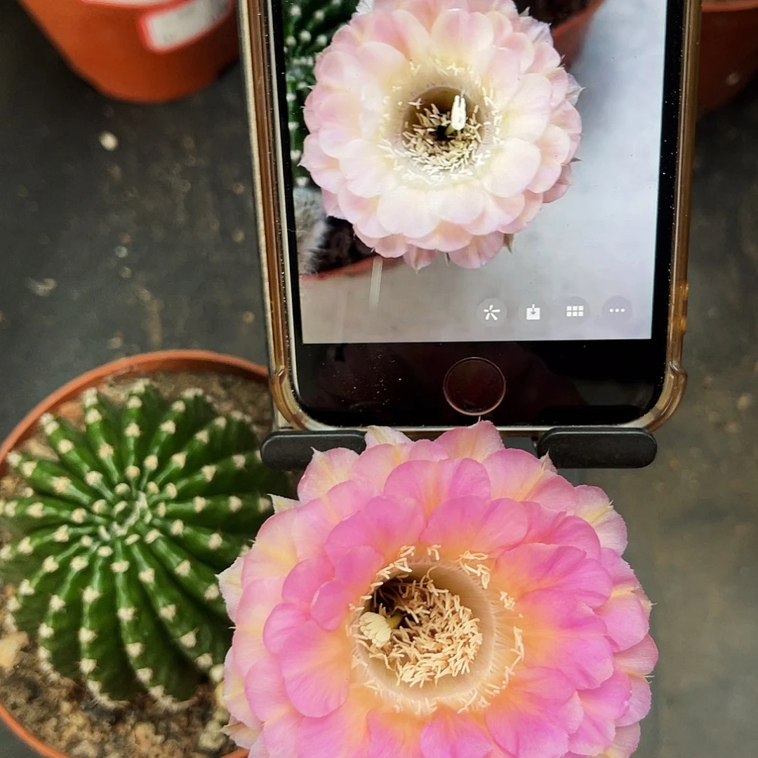 彩草重花6公分左右