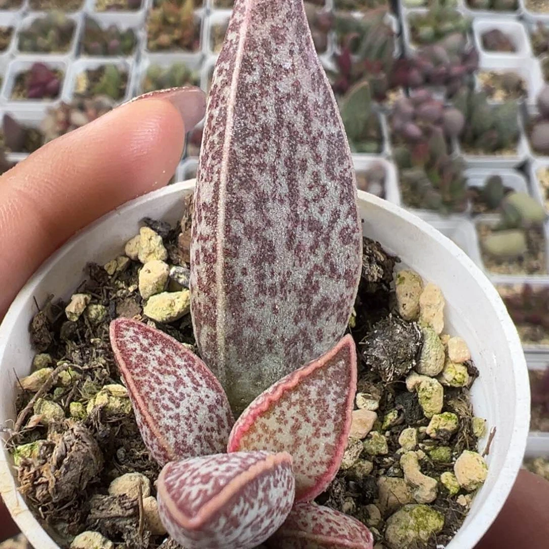 红太平单头苗多肉植物水泡