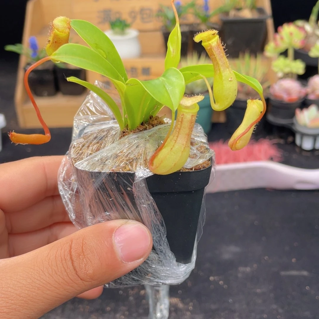 猪笼草多肉9.9包邮发货