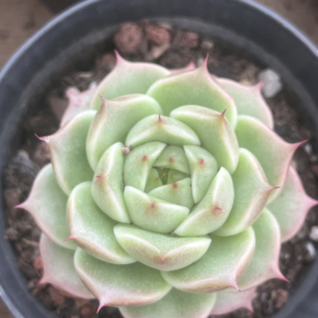 【任意两单包邮】海王麦秆5厘米左右多肉植物，脱土发货